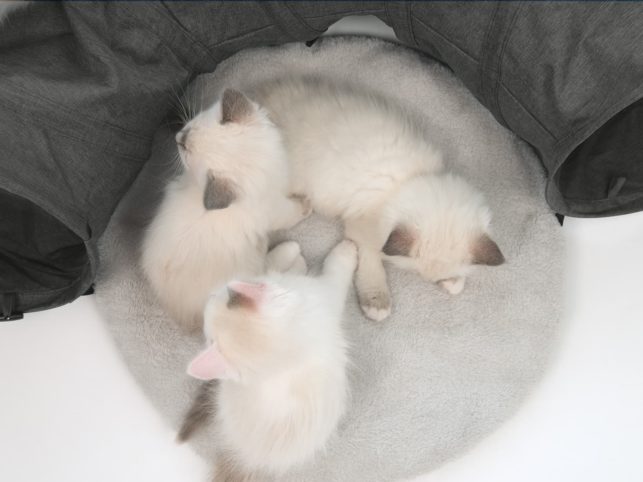 Catit Vesper Tunnel