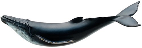 Favorite Humpback Whale FM902