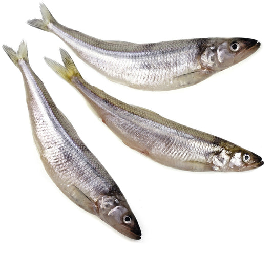 Bulk Smelt 22lbs (Pickup Only)